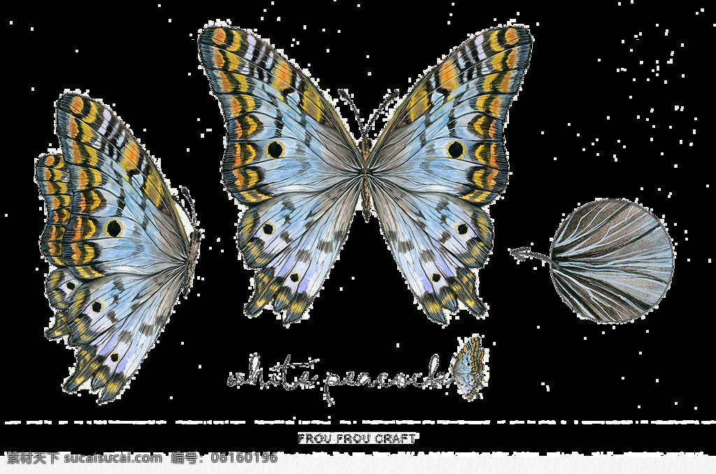 精美蝴蝶素材 蓝色蝴蝶 不同角度 已抠图