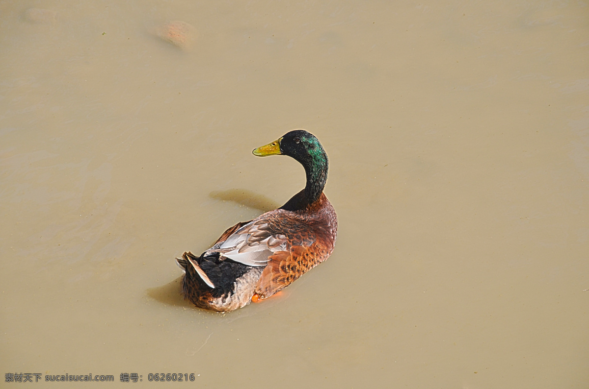 扭头的野鸭 野鸭 超清晰大图 水池里的野鸭 鸭子水中游 阳光下的野鸭 摄影禽类 生物世界 野生动物 灰色