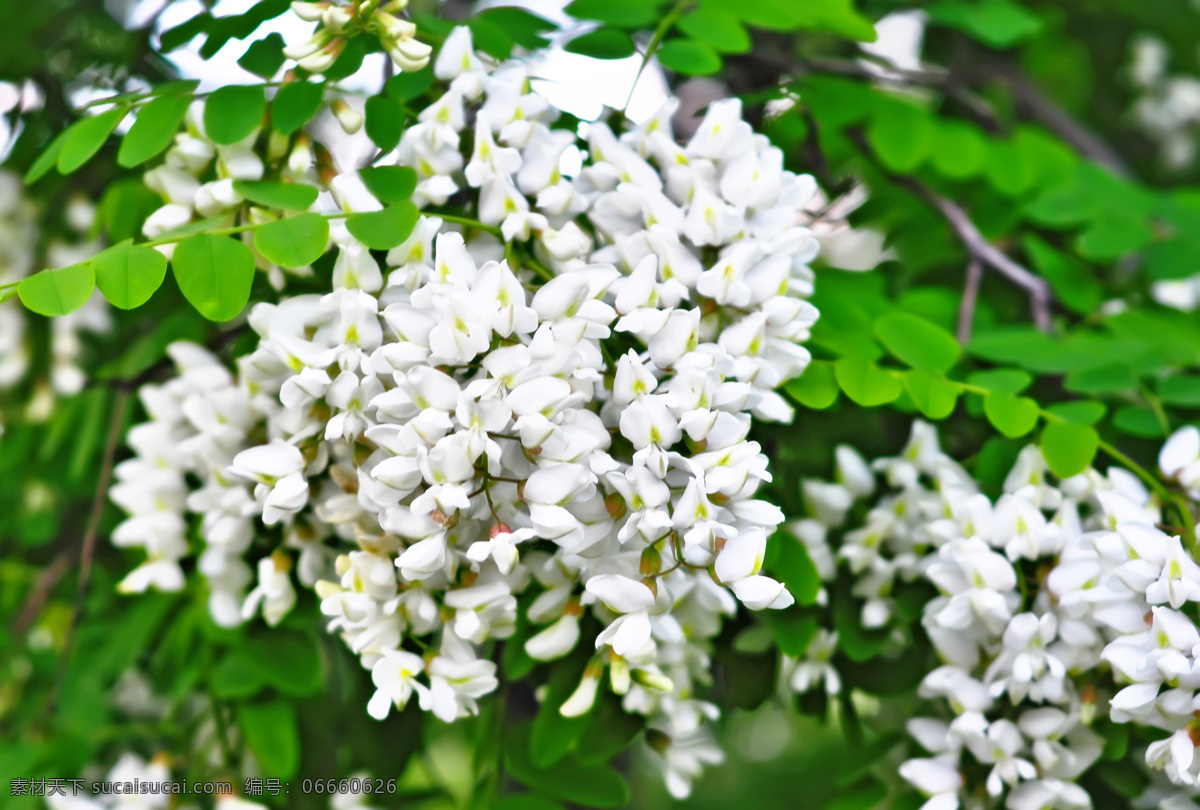 白槐花 槐花香 槐蕊 槐米 槐花 维生素 槐花蜜 槐花粥 食疗 植物 中药 花卉 夏天 蜂蜜 刺槐 小花 碎花 藤蔓 下垂 白花 花 白色 绿色 槐树 槐叶 叶子 花儿 花草 生物世界