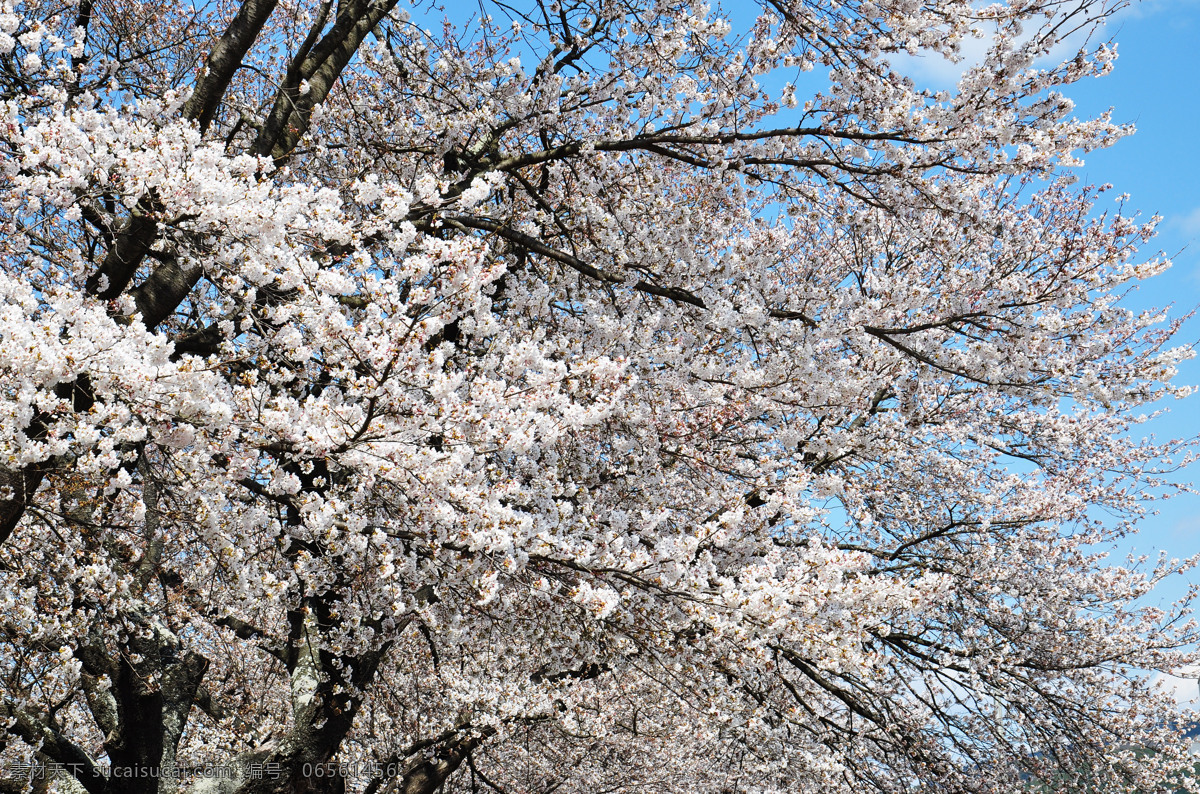 樱花 樱树 花枝 花朵 花卉 鲜花 日本樱花 日本仙台 花草图片 花草 生物世界