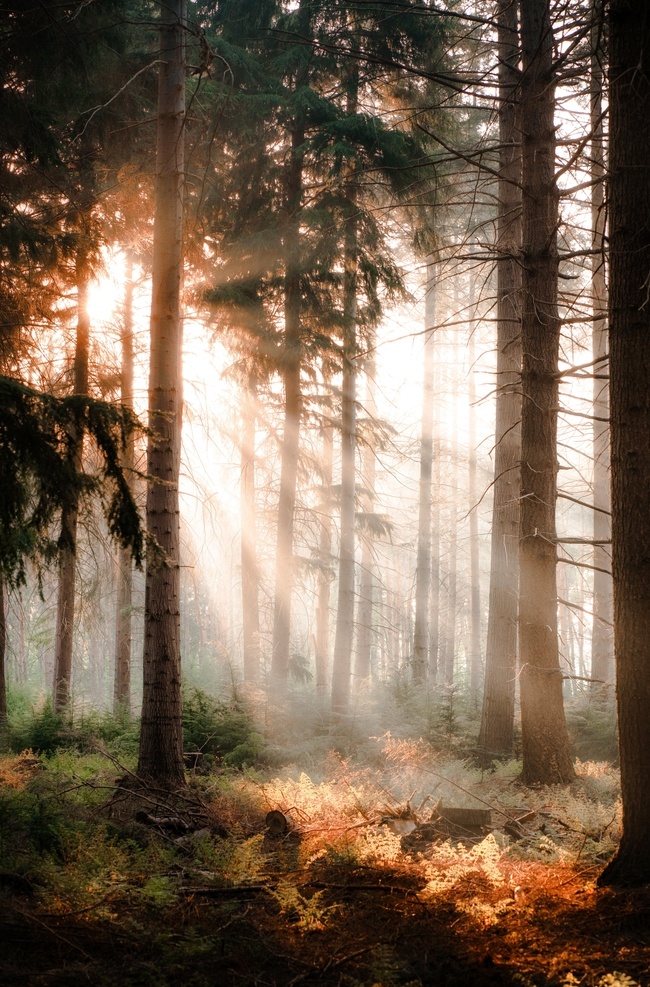 林间 阳光 丁达尔 丁达尔效应 树木 自然景观 自然风景