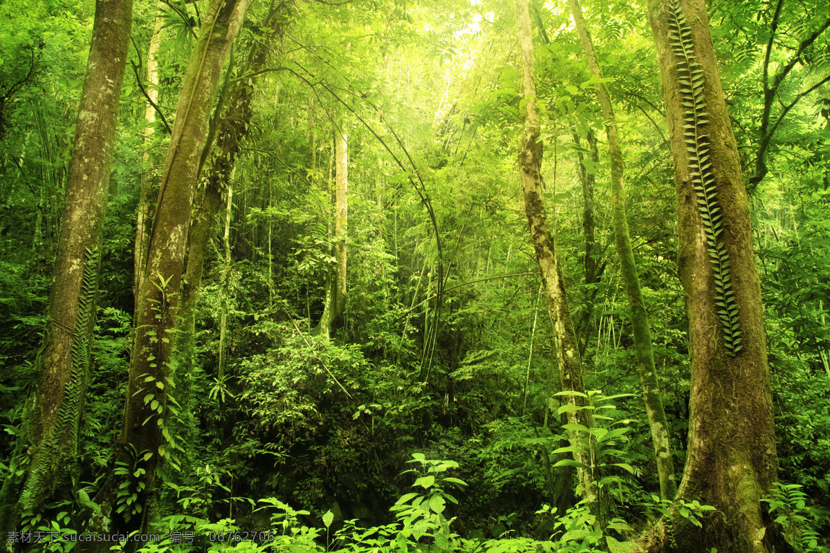 美丽 热带 植物 风景 热带植物风景 美丽风景 风景摄影 自然美景 美丽风光 山水风景 风景图片