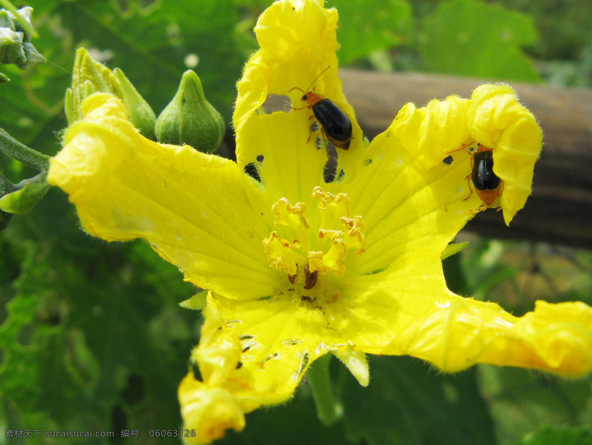 昆虫免费下载 虫子 花朵 甲虫 昆虫 绿草 生物世界 小虫子 昆虫特写