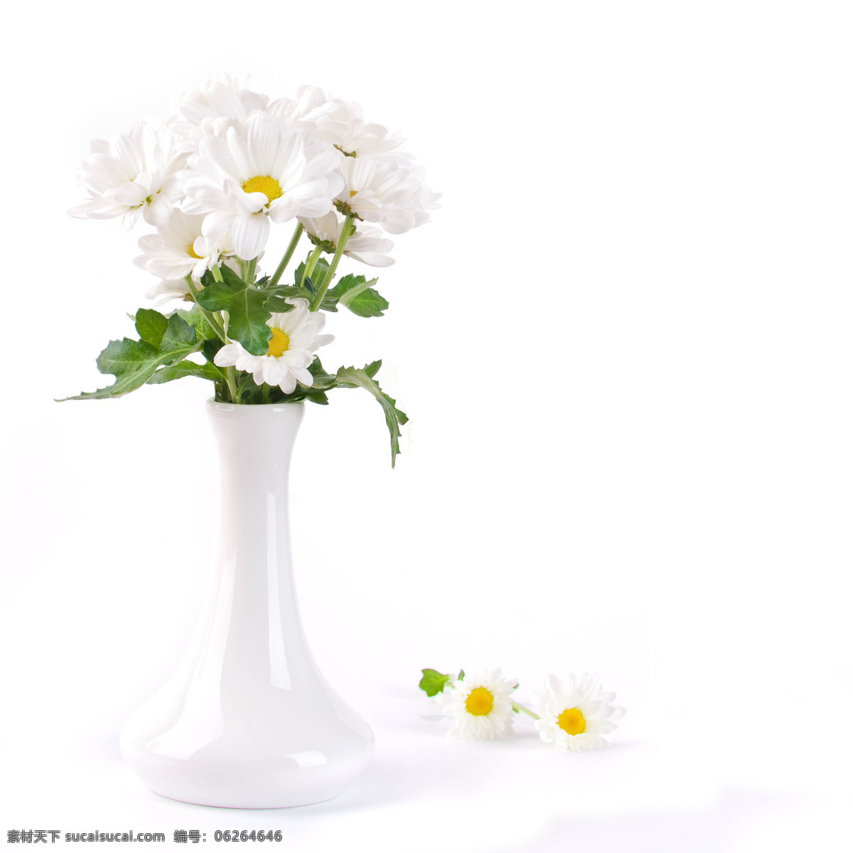 大菊花 雏菊 野菊花 非洲菊 粉色菊花 粉菊 观赏菊花 唯美菊花 文艺菊花 小菊花 黄菊花 紫菊花 红菊花 红色菊花 白菊 白色菊花 创意摄影 简约桌面 简约背景 ppt背景 商务 背景 简约 文艺 唯美背景 海报背景 唯美海报背景 文艺海报背景 电脑壁纸 生物世界 花草