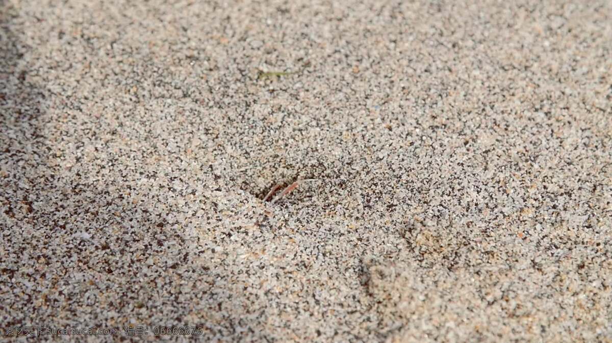小 螃蟹 跑 进 沙子 里 洞 动物 沙 海滩 蟹 小的 特写 宏 野生的 野生动物 海岸 海洋 热带的