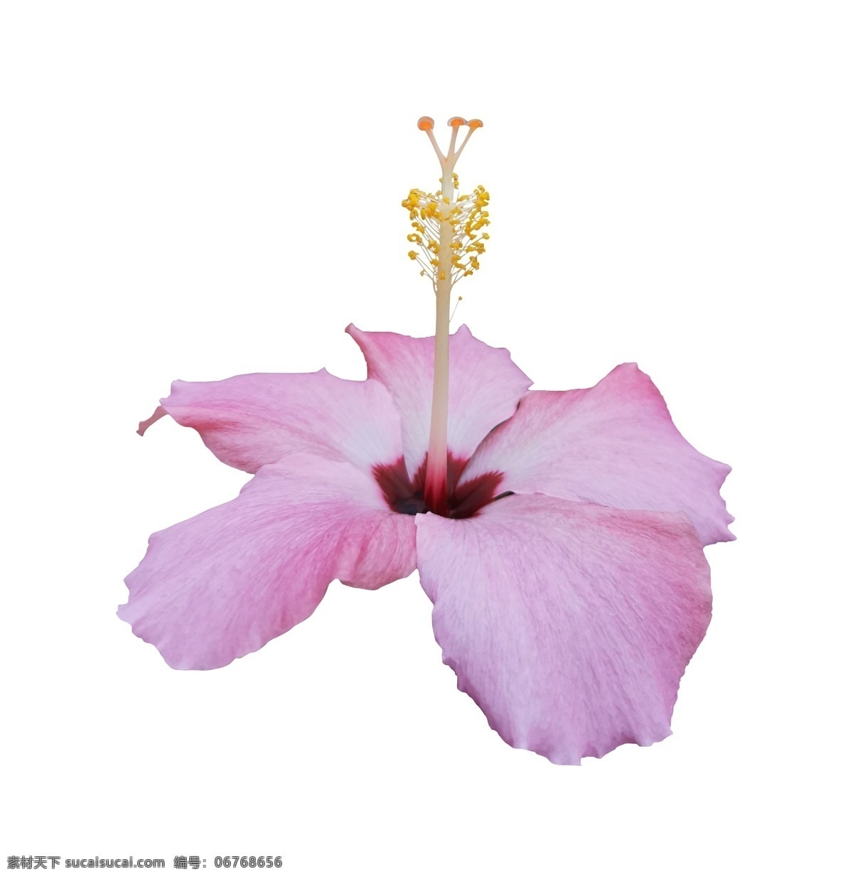 粉色 朱槿 花 植物 自然 粉色朱槿花 扶桑花 抠图 自然景观