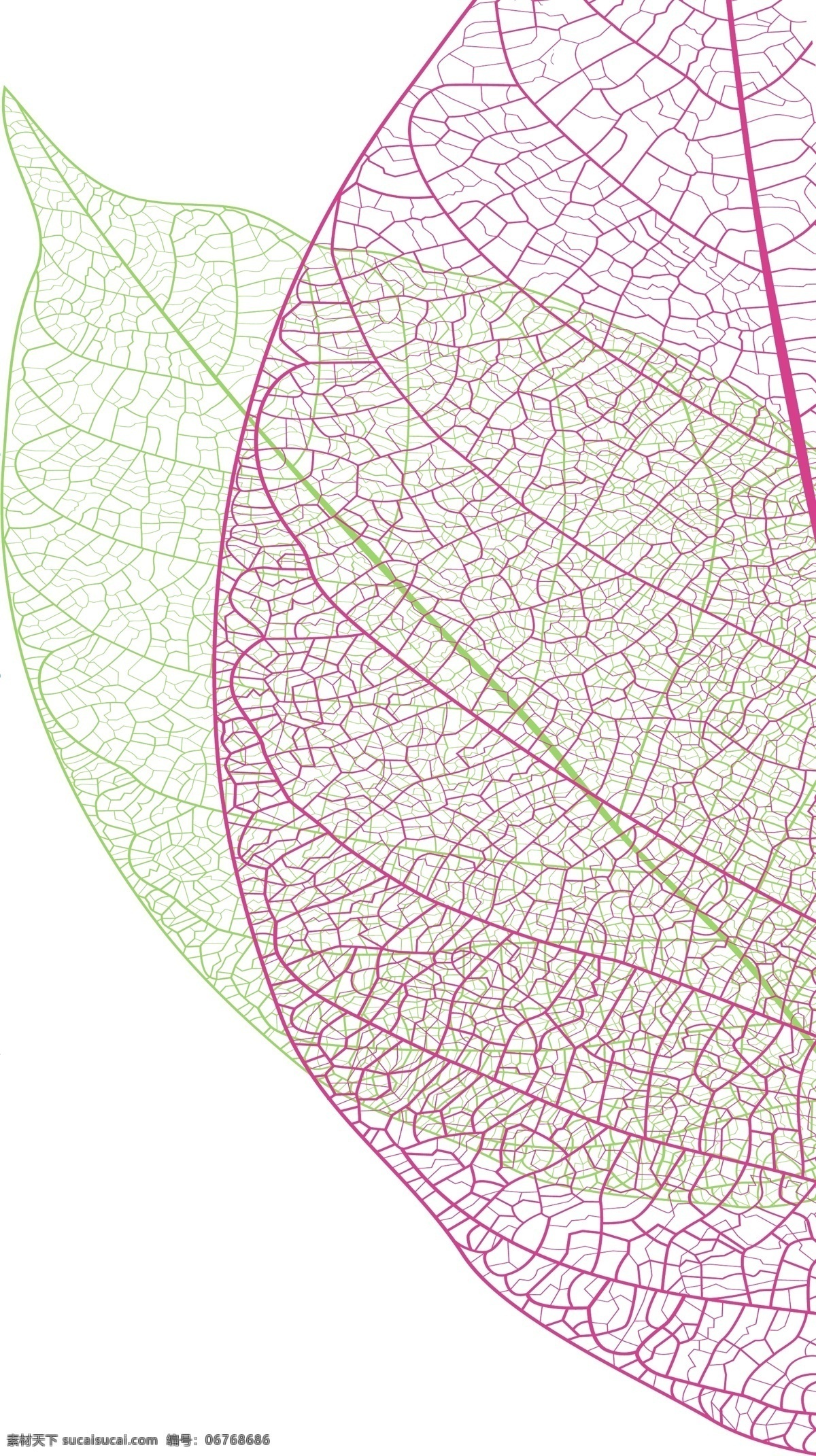 叶子纹理图片 简约叶子 手绘 矢量 艺术 纹理 绿叶 分层