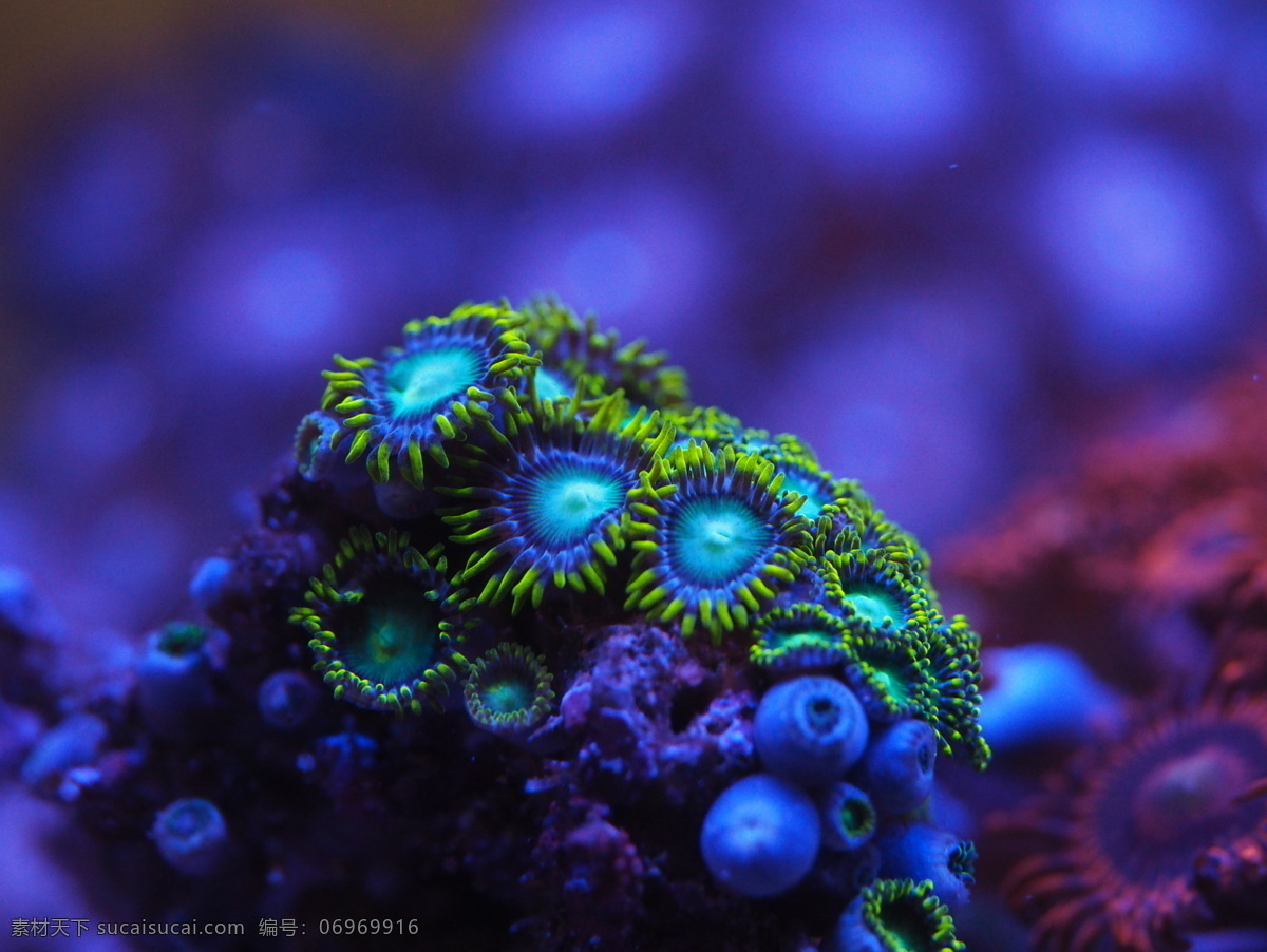软体 珊瑚 海水缸 纽扣 海洋生物 生物世界