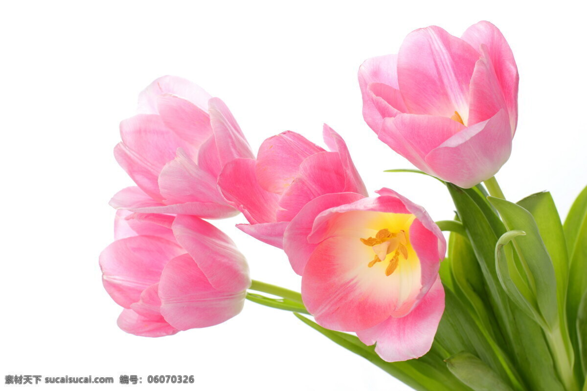 粉色 郁金香 花束 花朵 鲜花 妇女节 三八节 其他类别 生活百科 白色