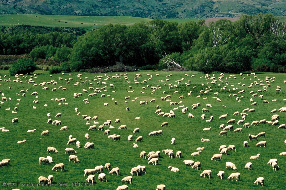 羊群免费下载 风景图片 国内旅游 蓝天 旅游摄影 摄影图 田园 乡村 羊群 风景 生活 旅游餐饮