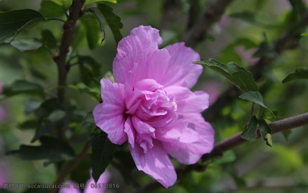 木槿花 双瓣花 木槿 无穷花 花卉 花儿 花草 植物 园林绿化 绿化景观 装饰画 木槿木槿花 生物世界