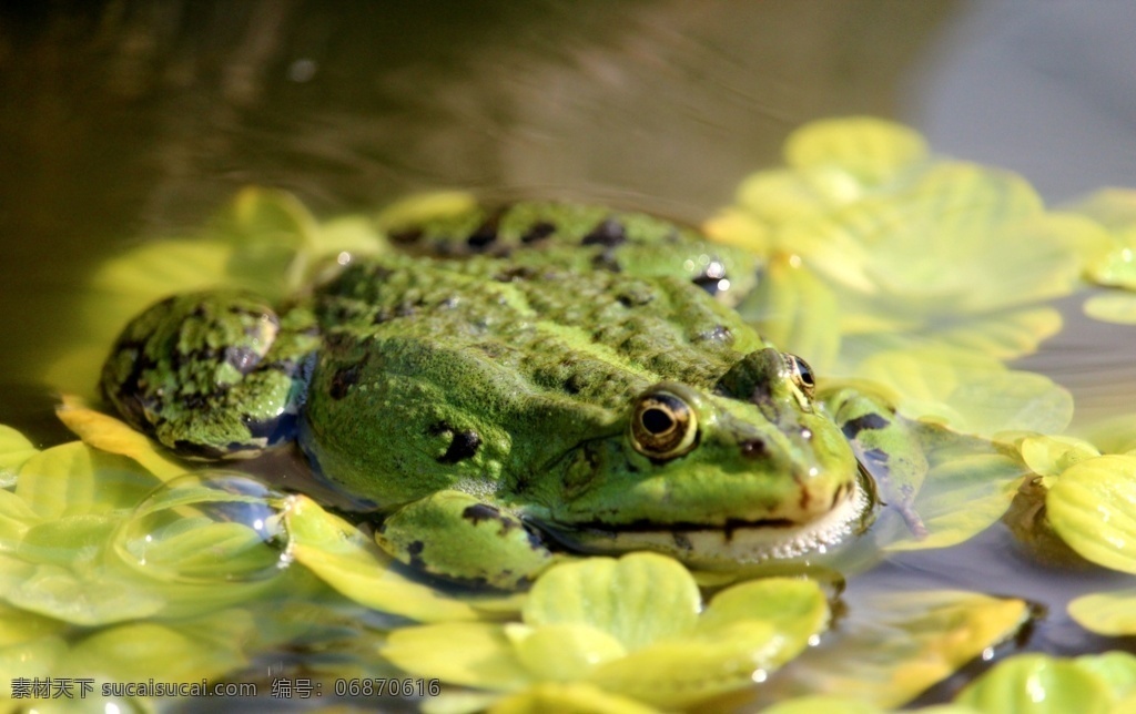 青蛙图片 青蛙 田鸡 小青蛙 稻田青蛙 保护动物 野生动物 生物世界