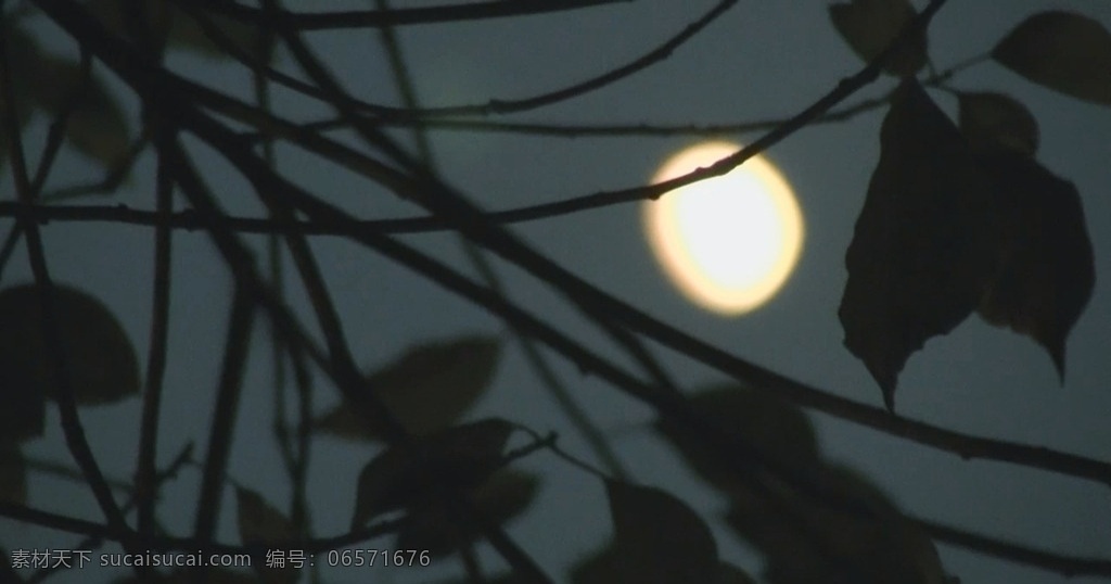 月上技头 月亮 树枝 月光 树叶 清冷 幽静 相思 婵娟 多媒体 实拍视频 自然风光 mov