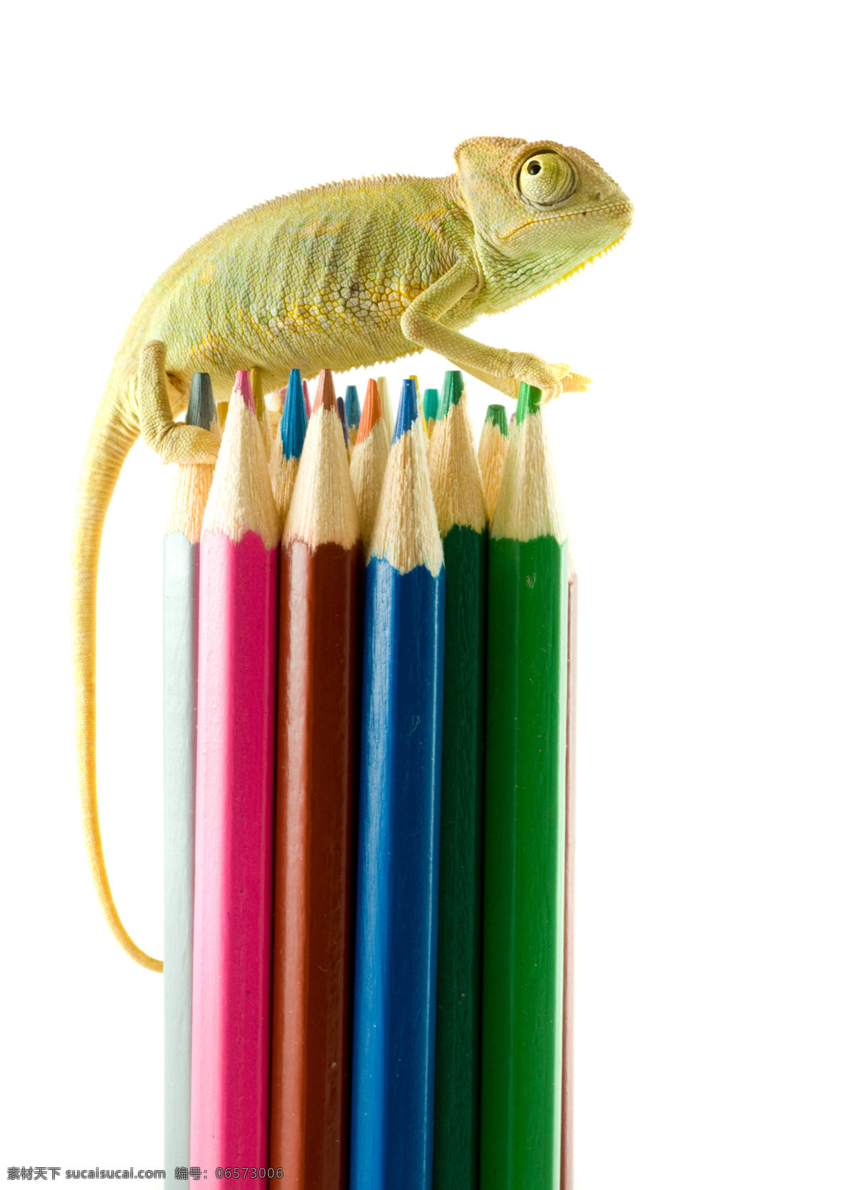 变色龙 画笔 蜥蜴 彩色铅笔 动物世界 陆地动物 生物世界