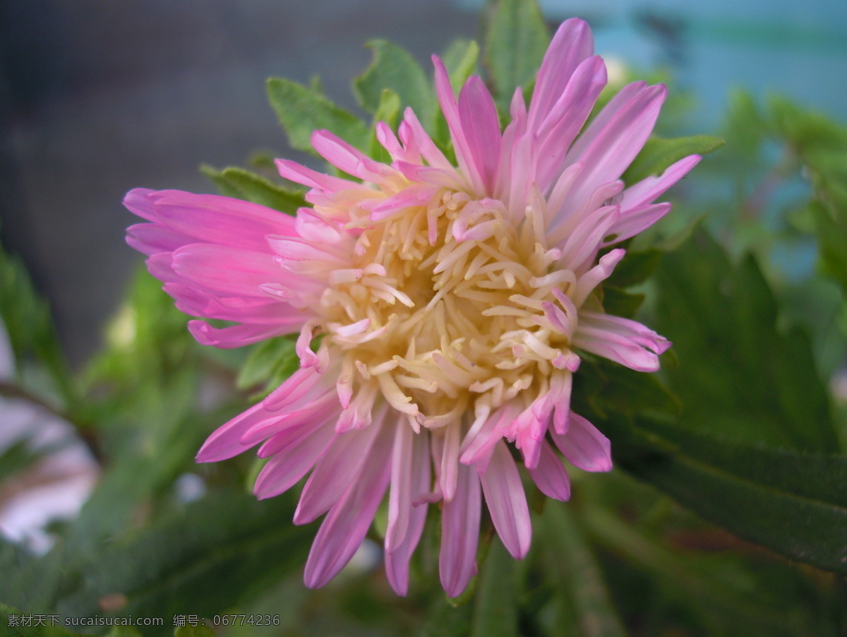 花朵素材 菊花 菊花素材 菊花图片 清新 绽放美丽 拍摄 绽放的菊花 菊花绽放美丽 植物菊花 八月菊 清新的花朵 清新世界 生物世界