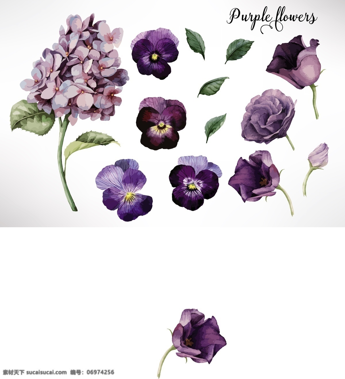 红 紫色 水彩 花卉 矢量 树叶 花朵 绣球花 植物 源文件 装饰素材 下载素材 平面设计素材