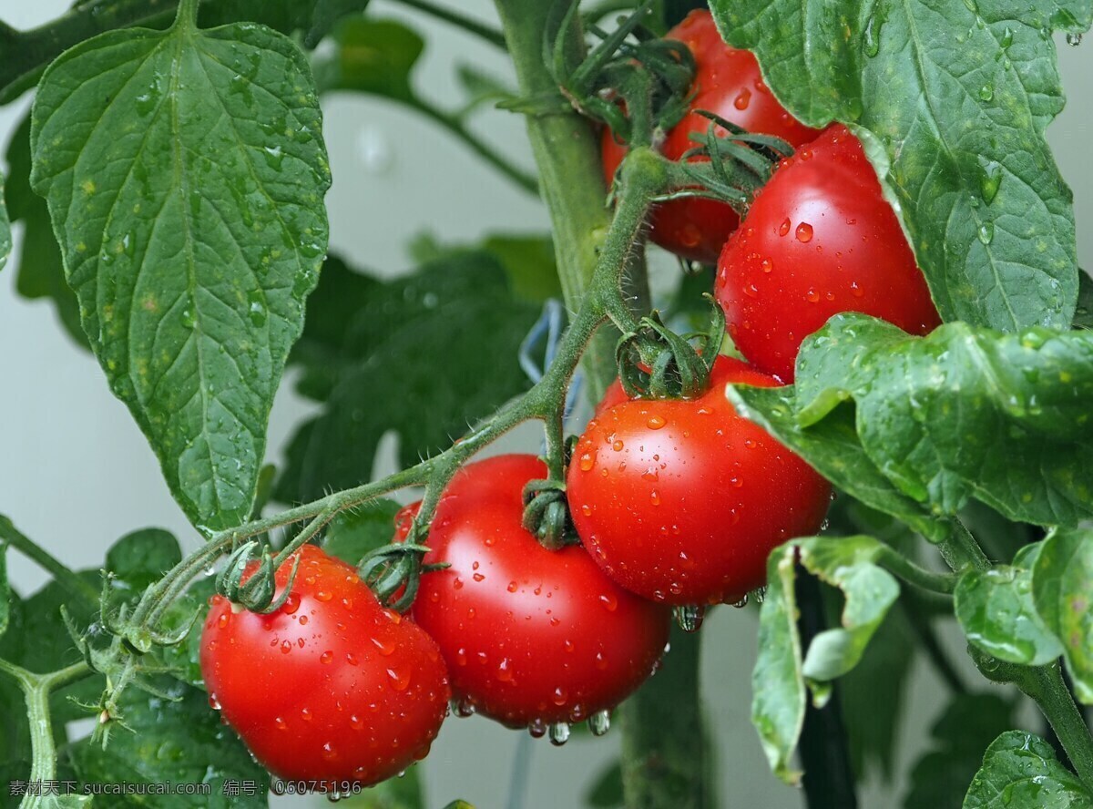 西红柿 藩茄 水果 食物 食材 果实 蔬菜摄影 蔬菜 生物世界