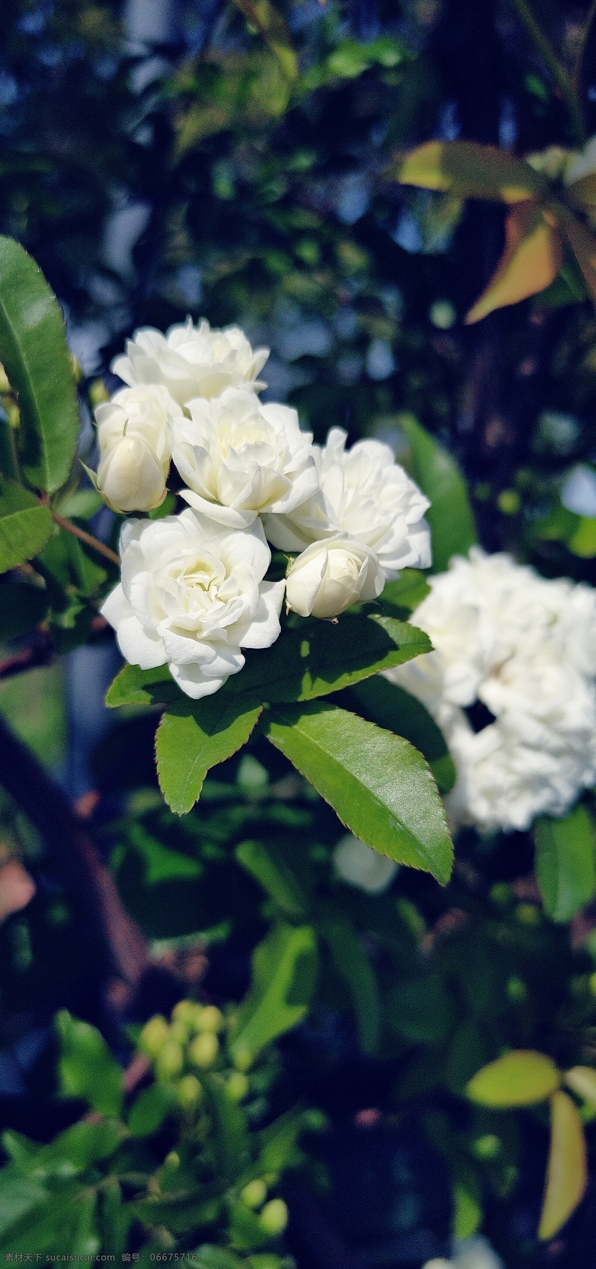 白杜 鹃 花白 樱花 不确定 白色 花 绿叶 树枝 白色花 自然景观 自然风景