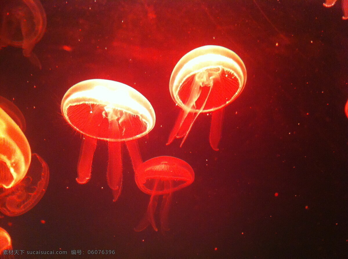 高清 红色 水母 海蜇 透明水母 发光