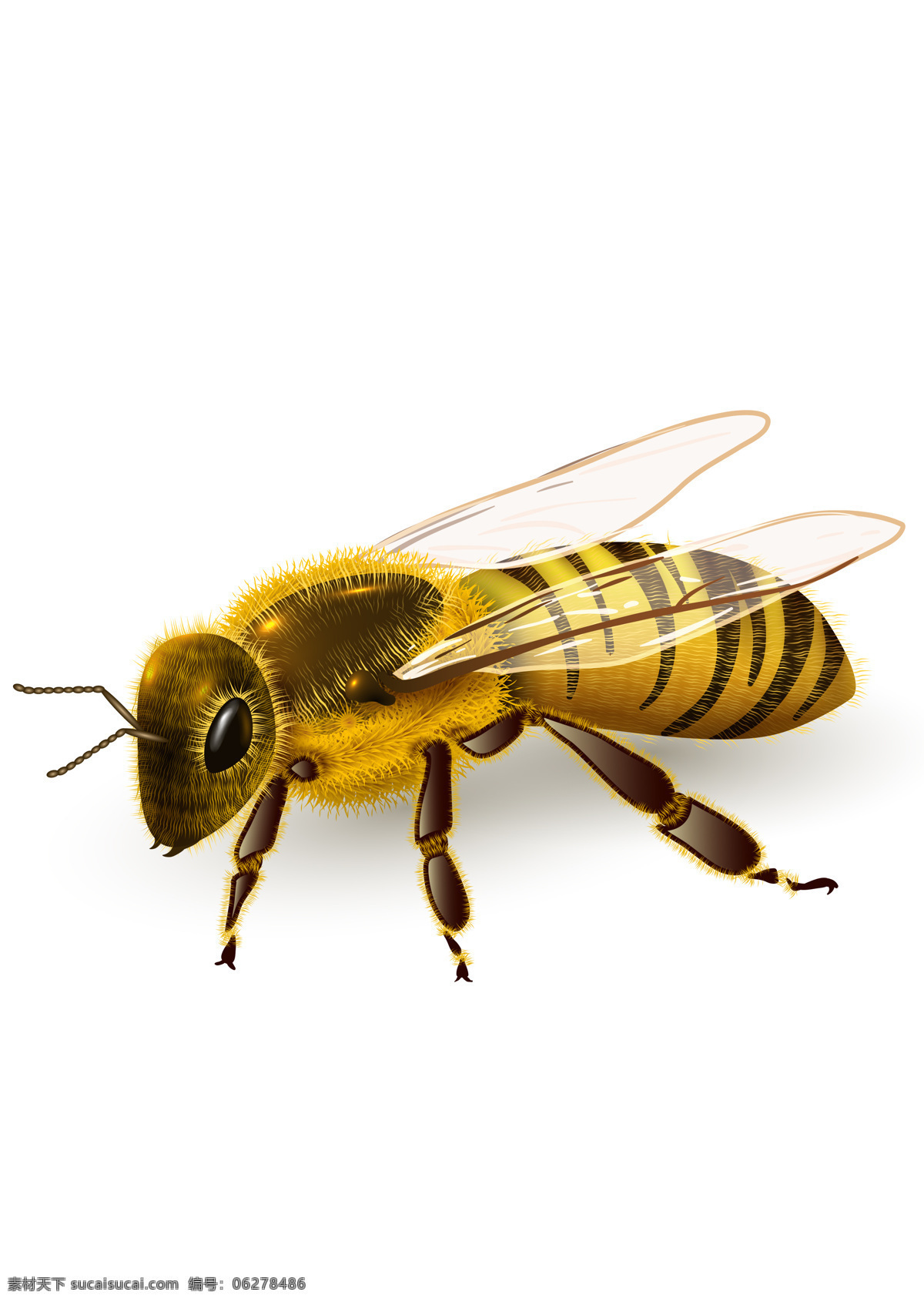 蜂蜜 动物 图标 图形 标志 图形图标素材