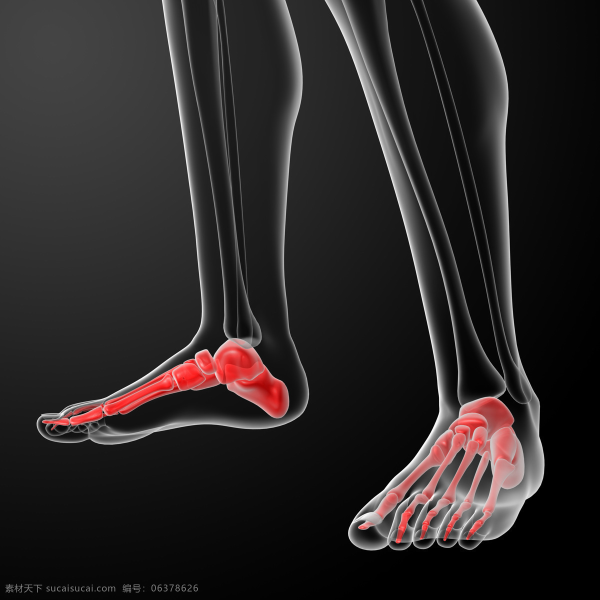 人体骨骼 人体透视图 人体动作 人体透视 手指 骨头组织 骷髅 人体 骨骼 骨架 人体器官 器官 人物图片 人体器官图 3d设计