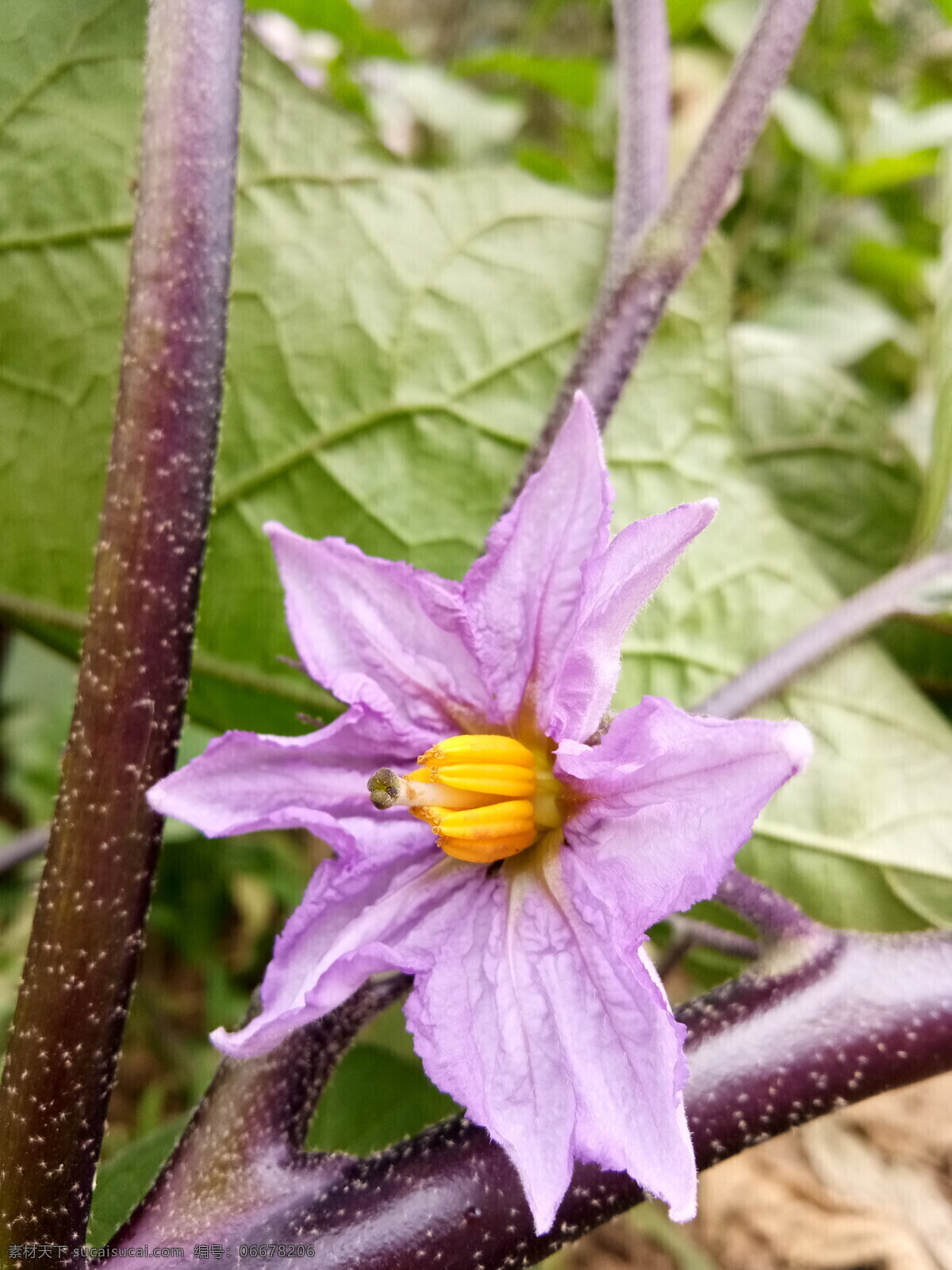 茄子花 秋天 茄子 田园 农家乐 紫色花 生物世界 花草