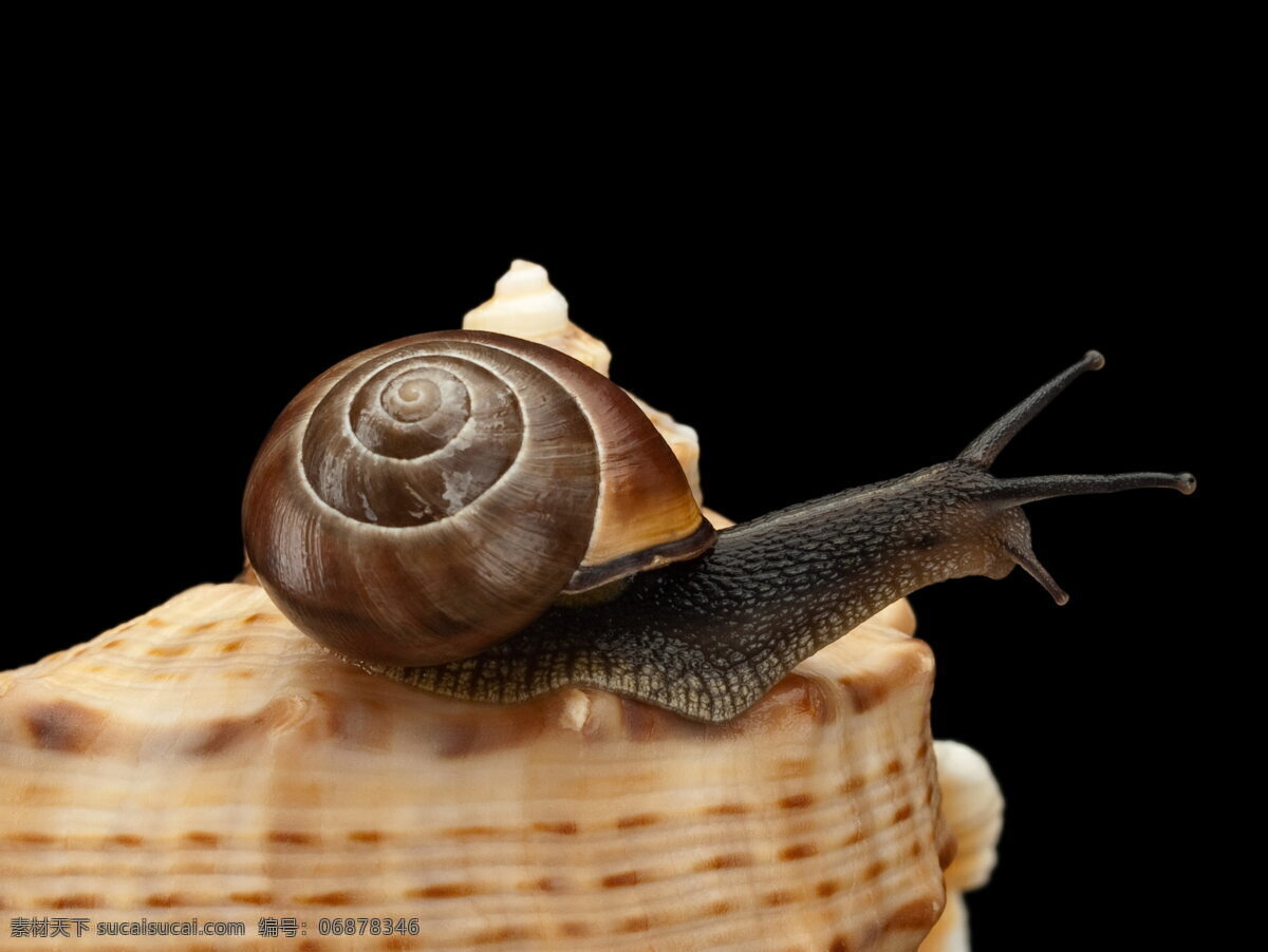 蜗牛 高清 小蜗牛 蜗壳 蜗牛壳 外壳 软体动物