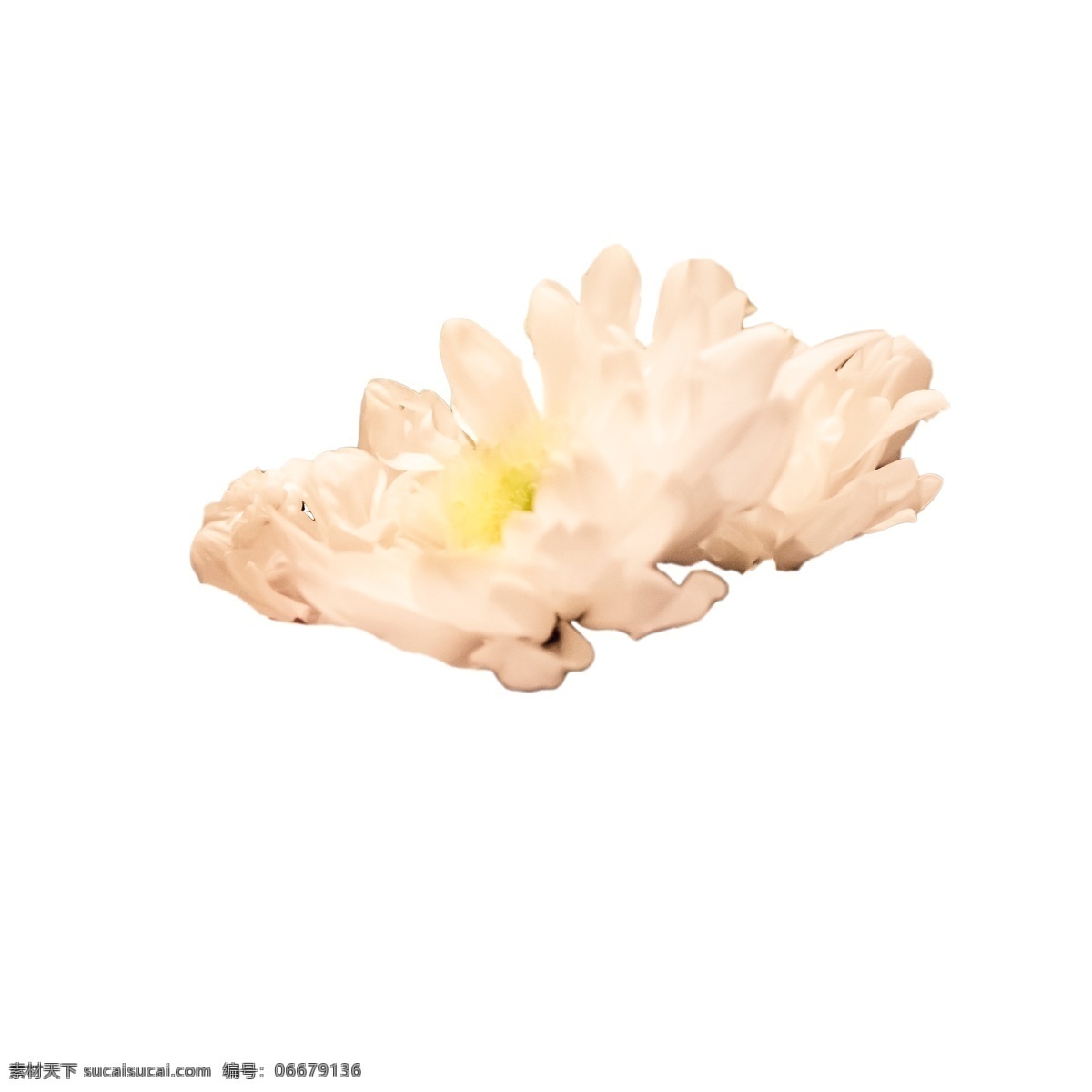春天 白色 花朵 白色鲜花 白色花朵 鲜花装饰 盛开的鲜花 卡通插图 创意卡通下载 插图 png图下载