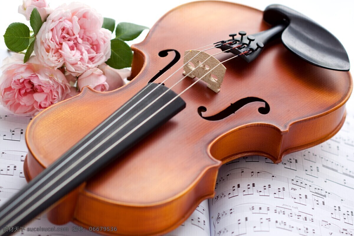 小提琴 音乐 乐器 影音娱乐 鲜花 生活百科 白色