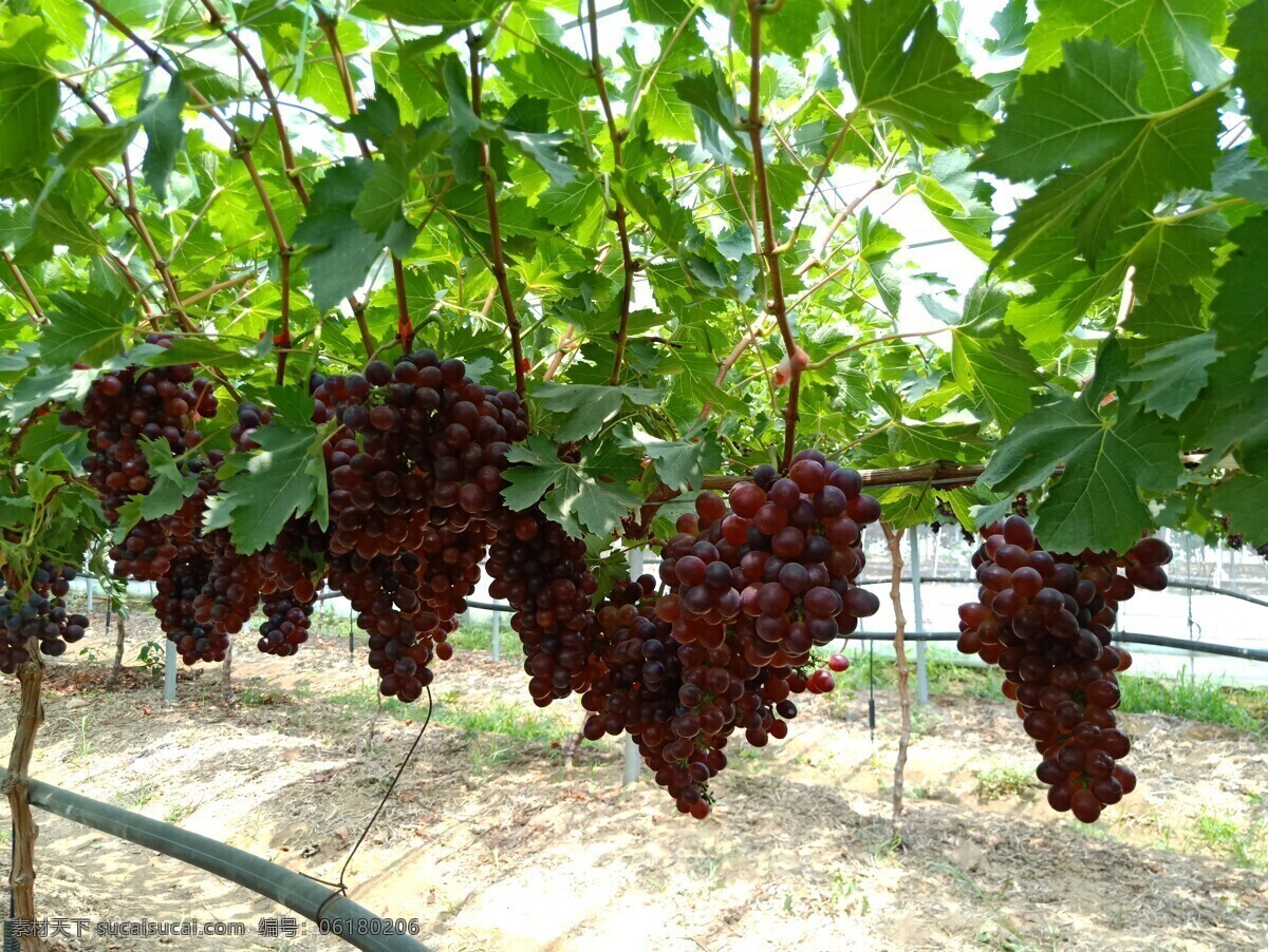 葡萄园 葡萄树 丰产树 硕果累累 葡萄满枝 葡萄采摘 生物世界 水果