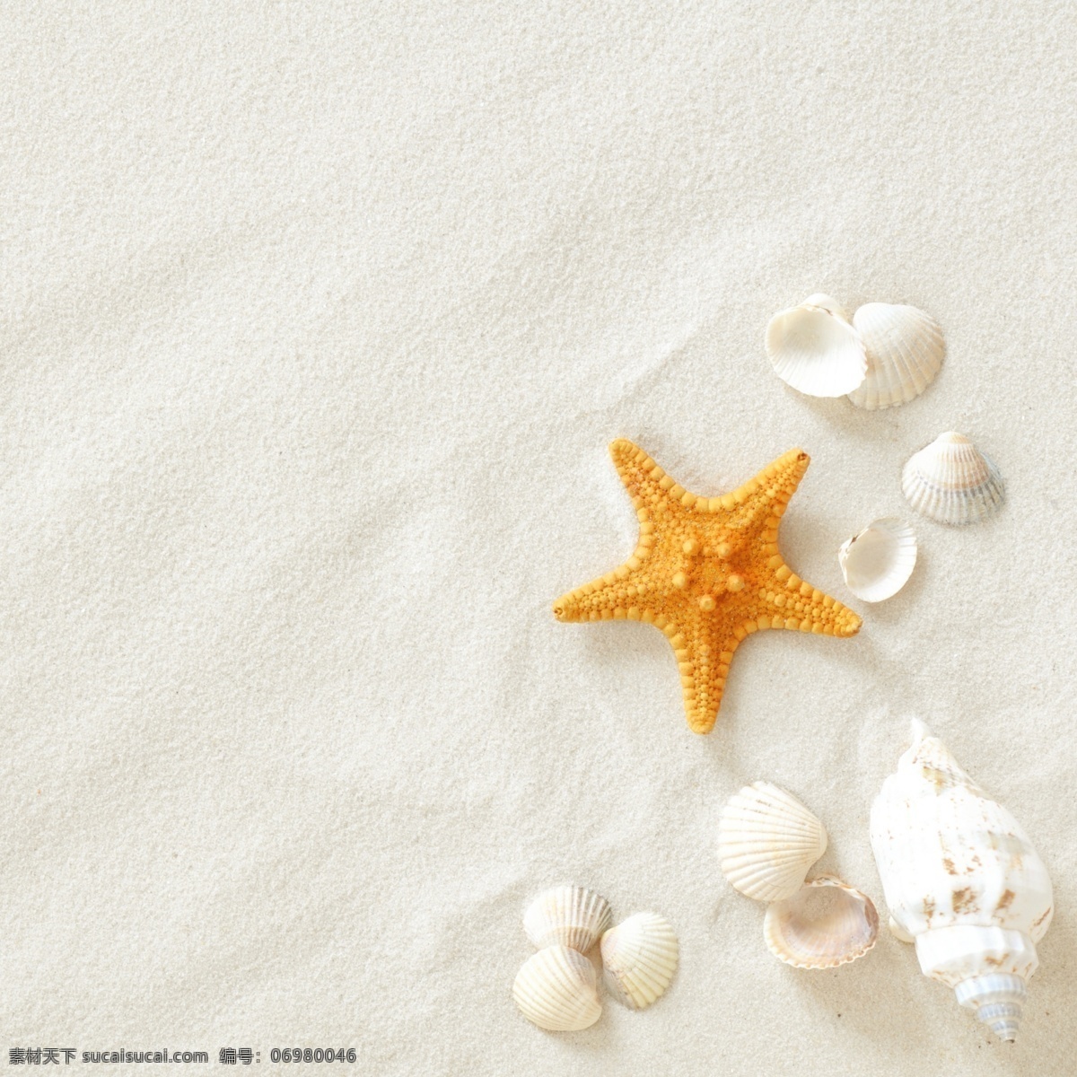 贝壳 海边 海螺 海滩 海洋生物 化石 沙滩 沙滩生物 珍珠贝壳 夏日 夏季 夏天 自然风景 自然景观 psd源文件