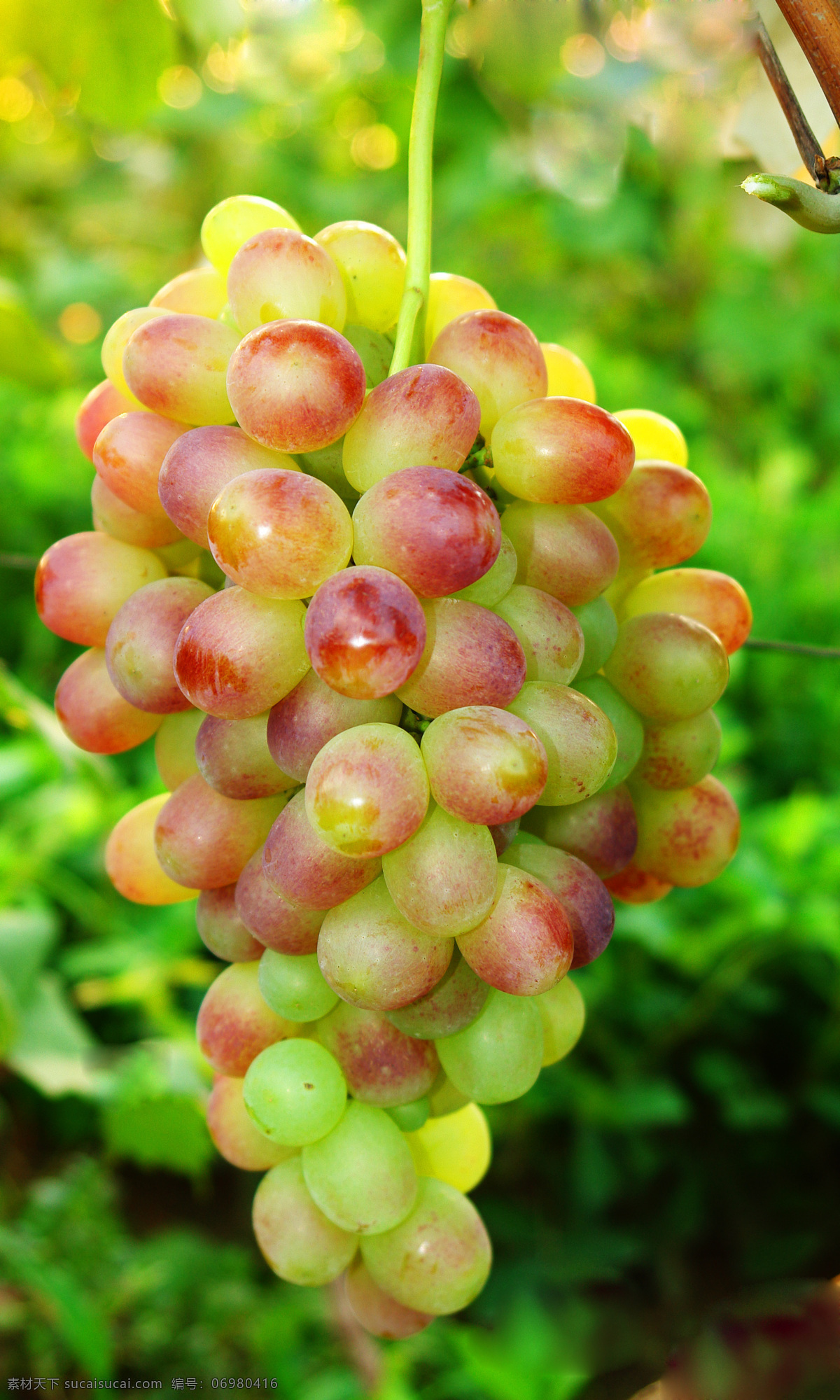 大 红枣 葡萄 林业 农业 生物世界 水果 大红枣葡萄 鲜食 矢量图 日常生活