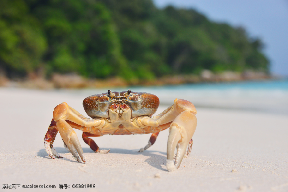 沙滩上的螃蟹 螃蟹 海滩上的螃蟹 沙滩 水生物 海生物 动物摄影 水中生物 生物世界 灰色