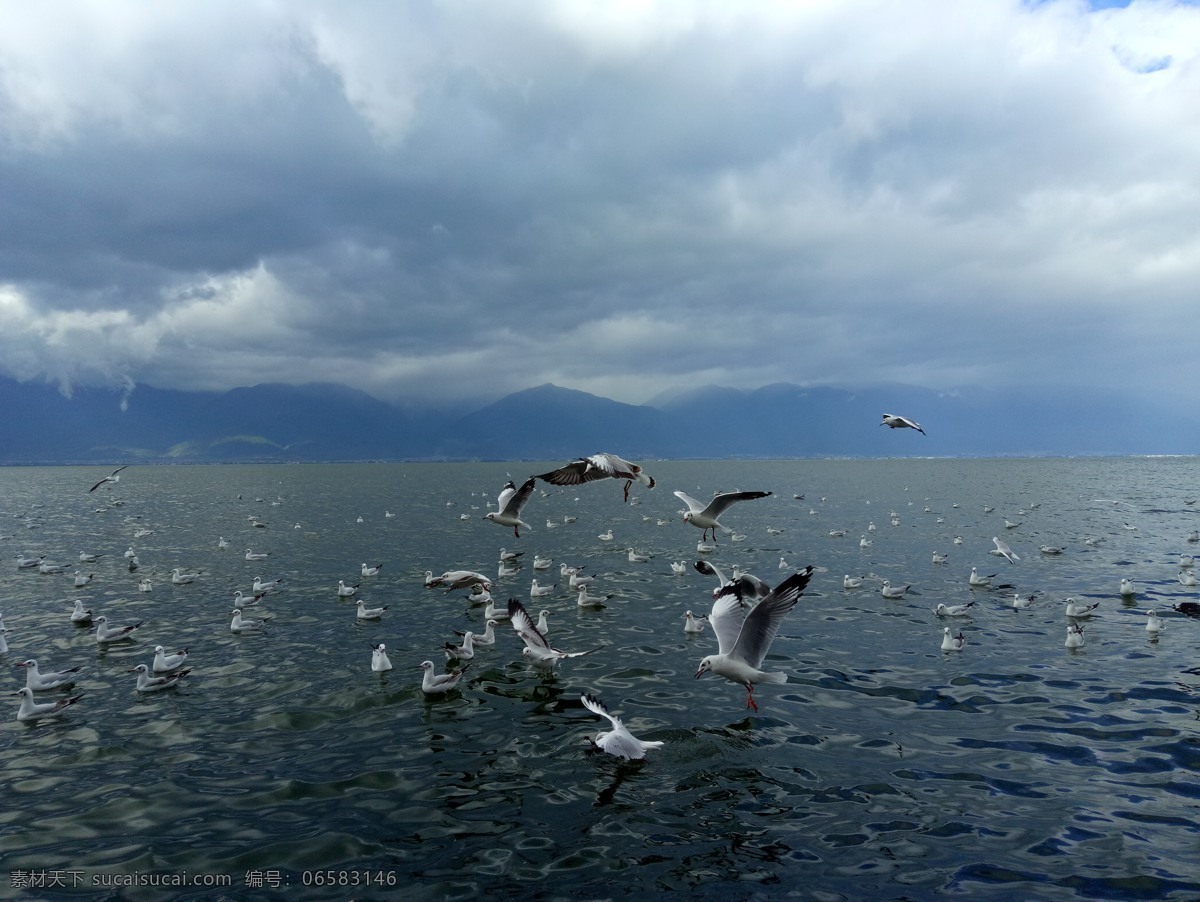 红嘴鸥 海鸥 大海 湖畔 飞行 洱海 旅游摄影 国内旅游