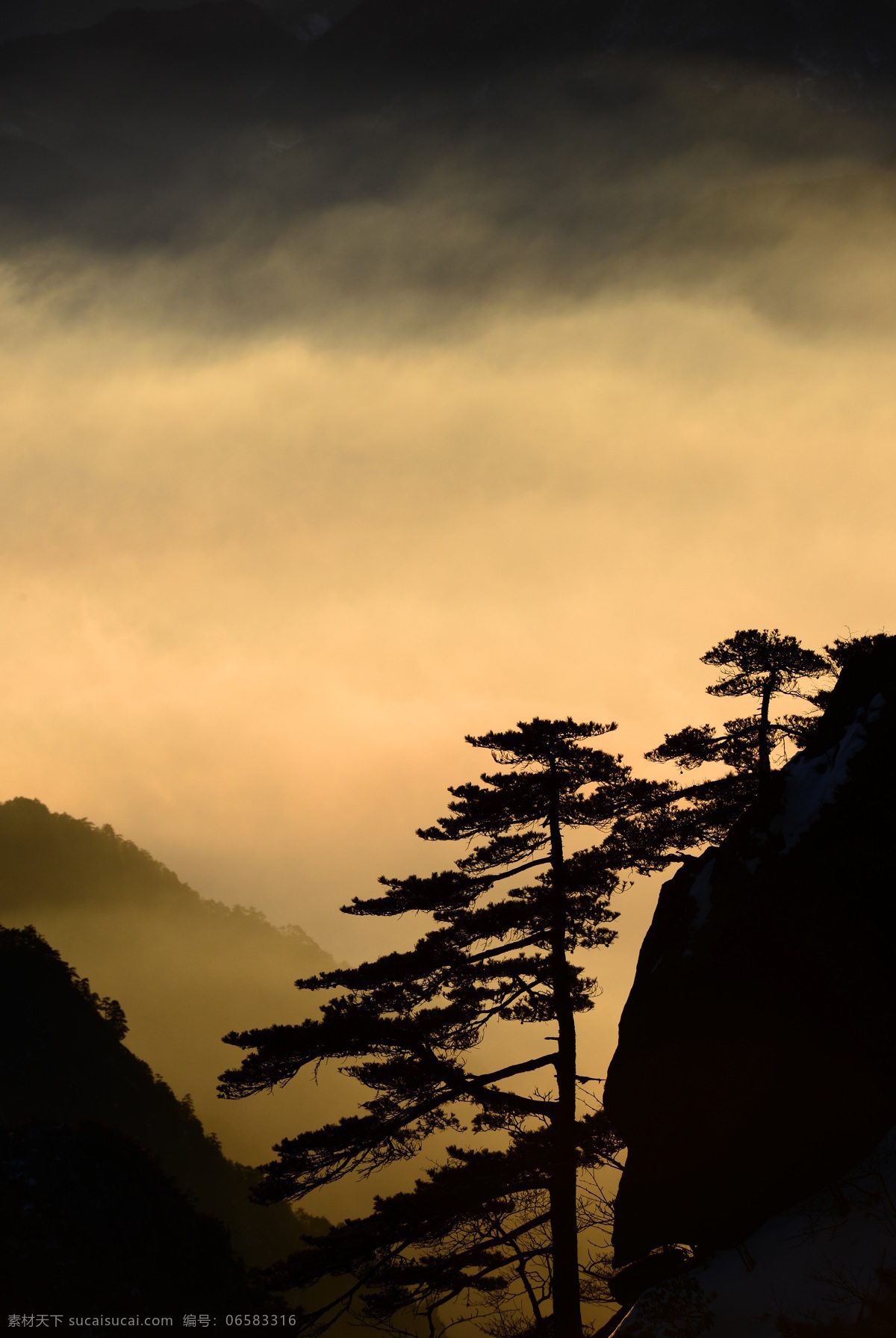 云中松树 云海 松树 夕阳 山顶 黄山 自然风景 旅游摄影 云 自然景观 山水风景