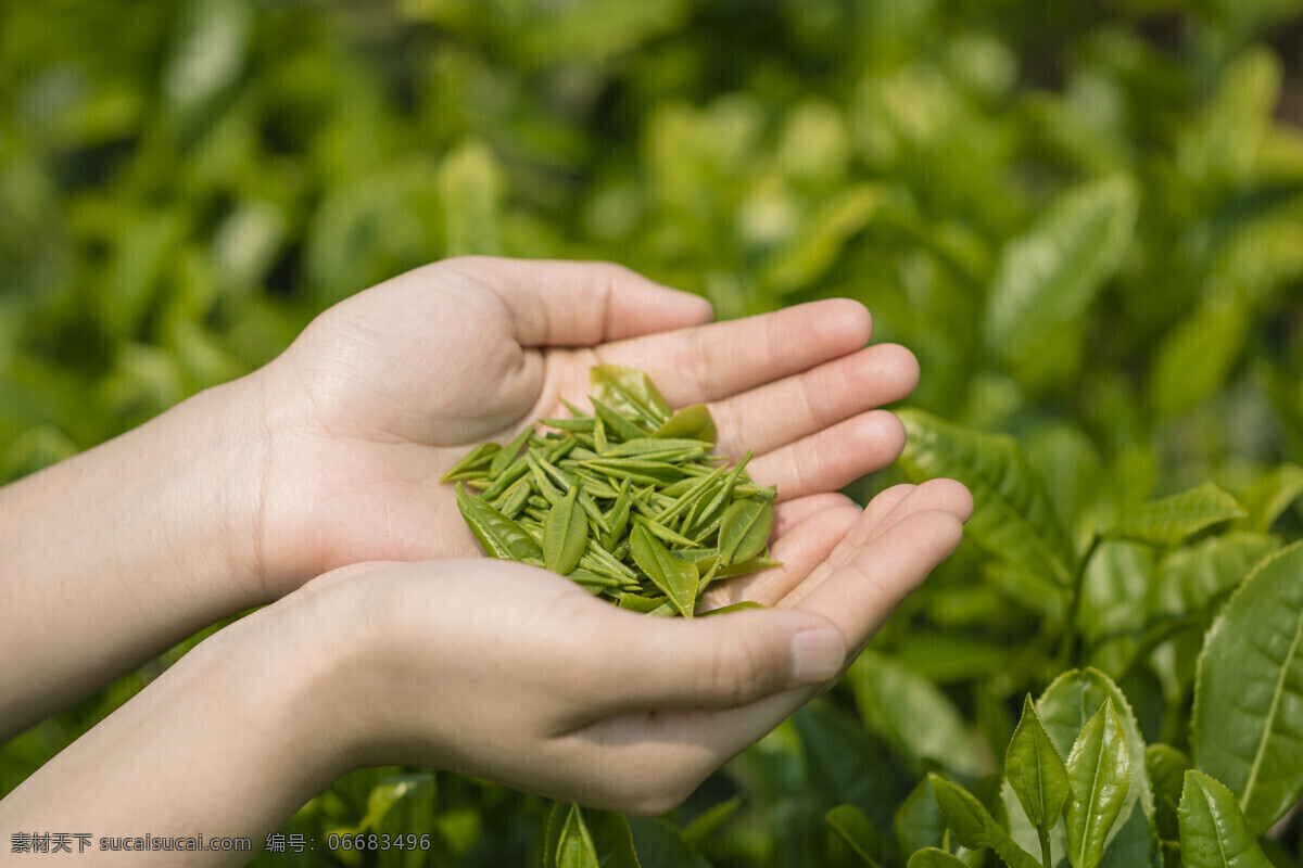 采茶 茶叶 绿色 清新 生态 背景 自然生态