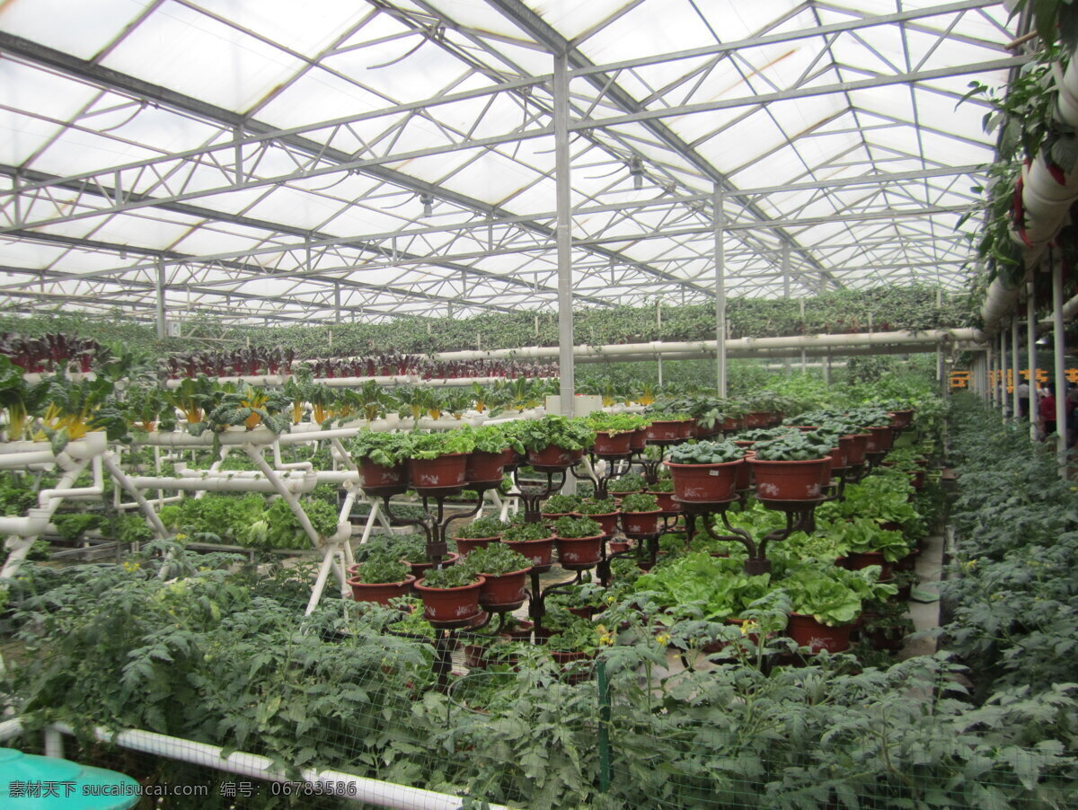 无 土 栽植 技术 农业 蔬菜 现代科技 无土栽植 菜博会 寿光 无土 营养液 农业生产 矢量图 日常生活