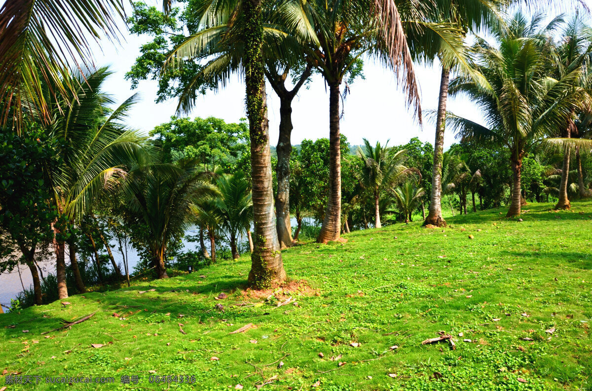 椰子树 椰树 椰子 热带 植物 树 海南风光 草坪 椰子林 自然景观 自然风景