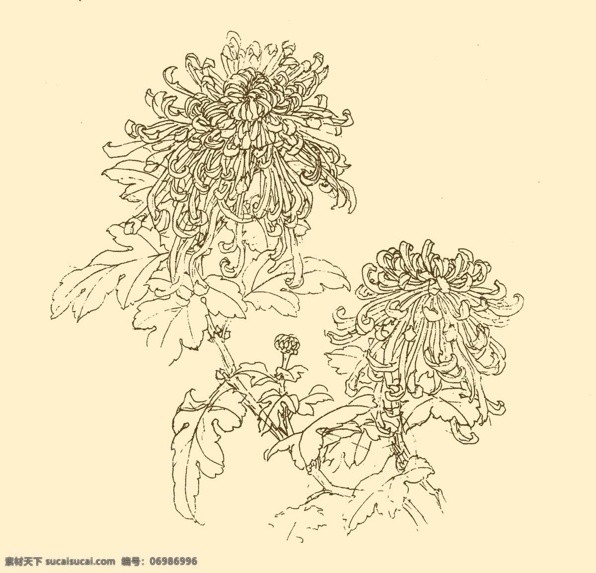 白描花卉 白描 花卉 线描 线画 线稿 中国画 国画 花草 分层 源文件