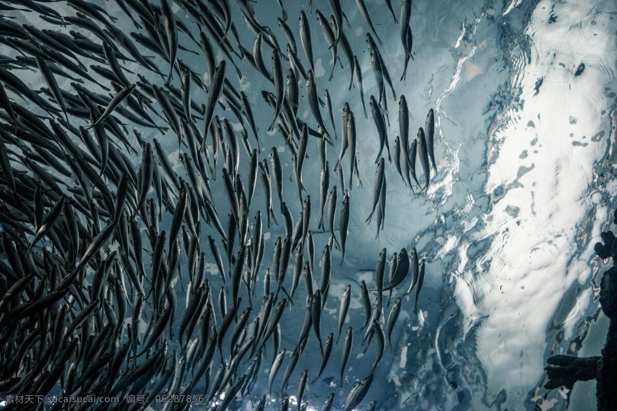 鱼群 海底世界 鱼摄影 鱼 海洋景观 大海 海鱼 海洋馆 海洋世界 海洋 水下世界 海底鱼 海底生物 观赏鱼 生物世界 海洋生物 海