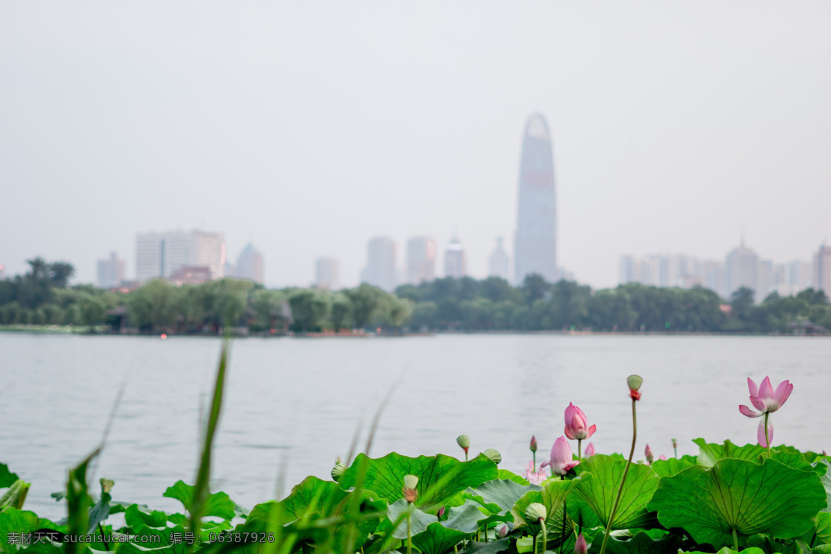 夏天 荷花 大明湖 济南 绿地中心 夏雨荷 旅游摄影 国内旅游