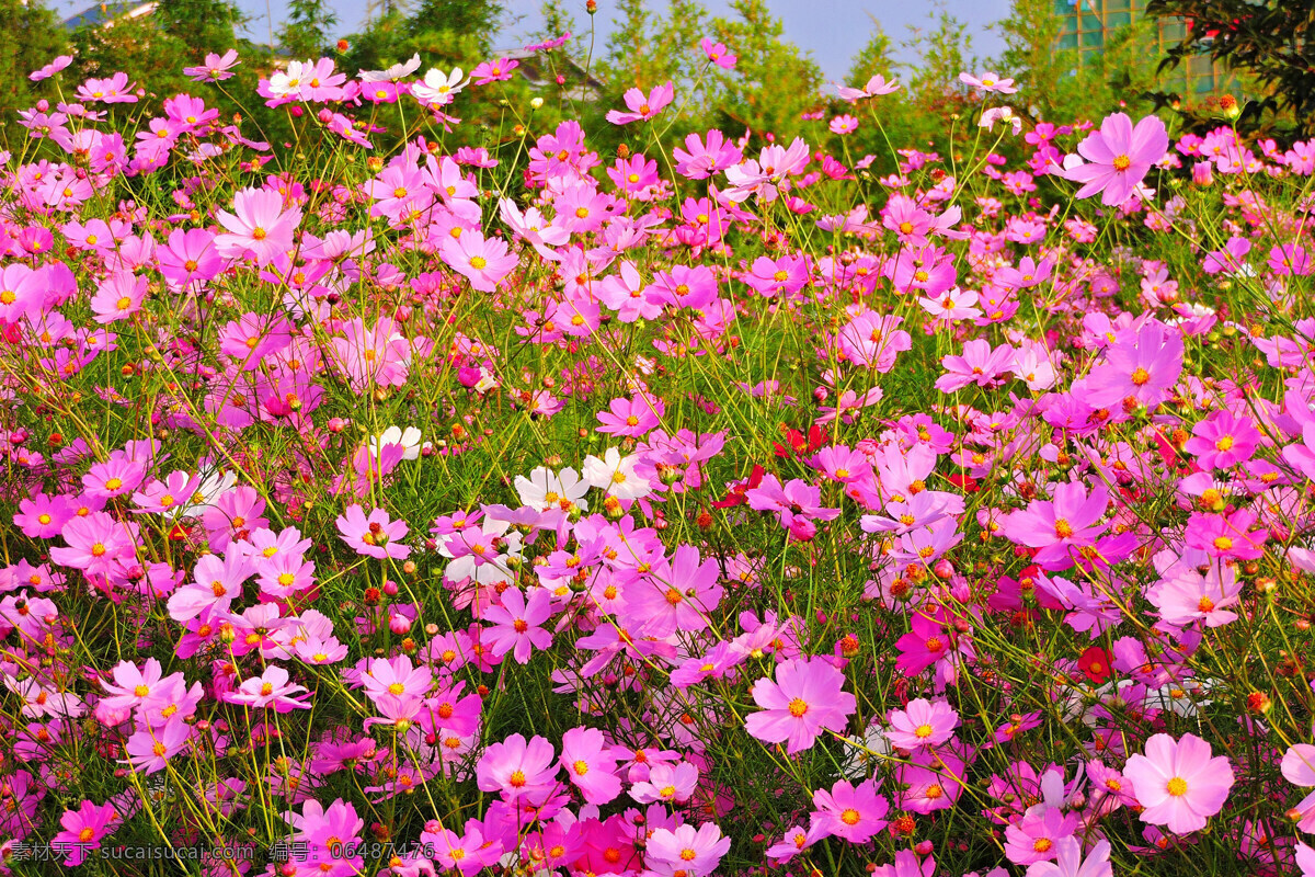 格桑花 波斯菊 张大人花 格桑 野花 杂色花 生物世界 花草