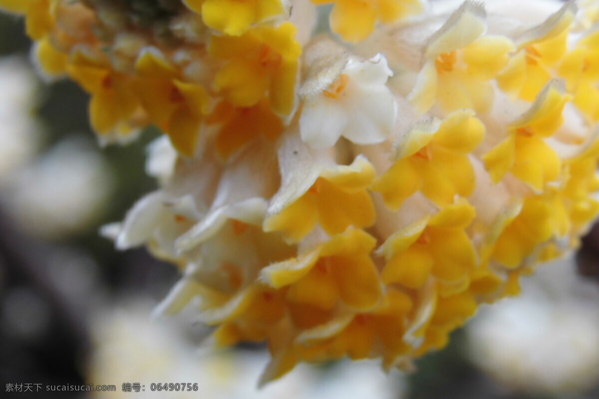 黄色的花 结香 花朵 喇叭花 八仙花 春天 花枝 春游 花卉 花草 花蕾 自然 花瓣 花团 生物世界