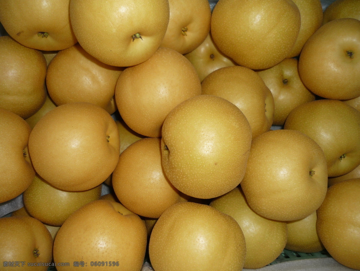 丰水梨 日本梨种 个大而圆 皮色洁净 味美汁多 梨树果实 水果图集 水果 生物世界