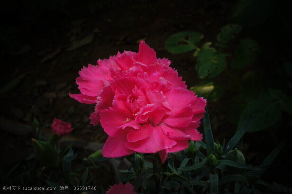 康乃馨 花朵 花苞 花草 粉红色 黑色背景 自然 静物 生物世界