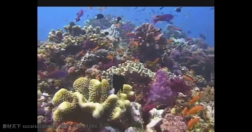海洋生物 海底生物 海底世界 珊瑚礁 海洋 大海 海景 海水 鱼群 实用标清素材 标清实拍素材 标清影视素材 多媒体设计 视频剪辑 avi 珊瑚礁和海洋 源文件