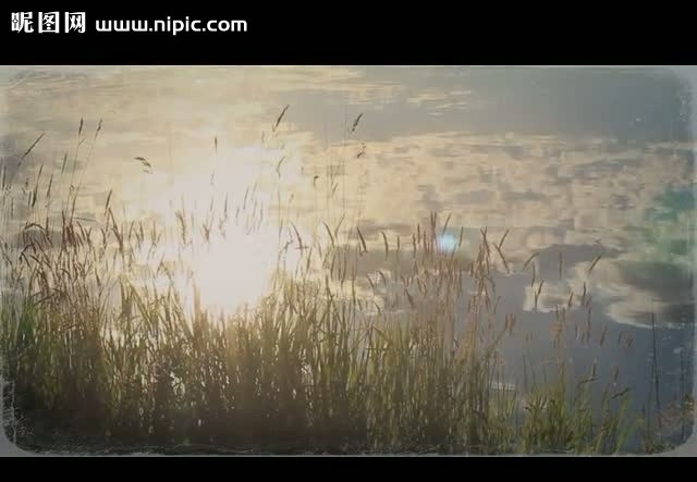 自然环境 水草 视频 水草视频素材 自然风景视频 草丛视频素材 野草视频素材 阳光 白云 视频素材 多媒体设计 源文件 mov