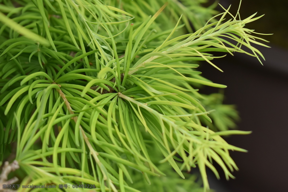 金钱松 松树 金松 水树 叶片条形 生物世界 花草