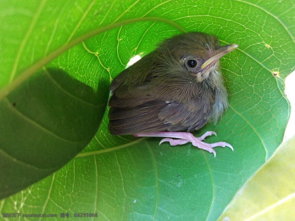 小麻雀 麻雀 鸟 雏鸟 可怜的小鸟 芒果叶 鸟类 生物世界