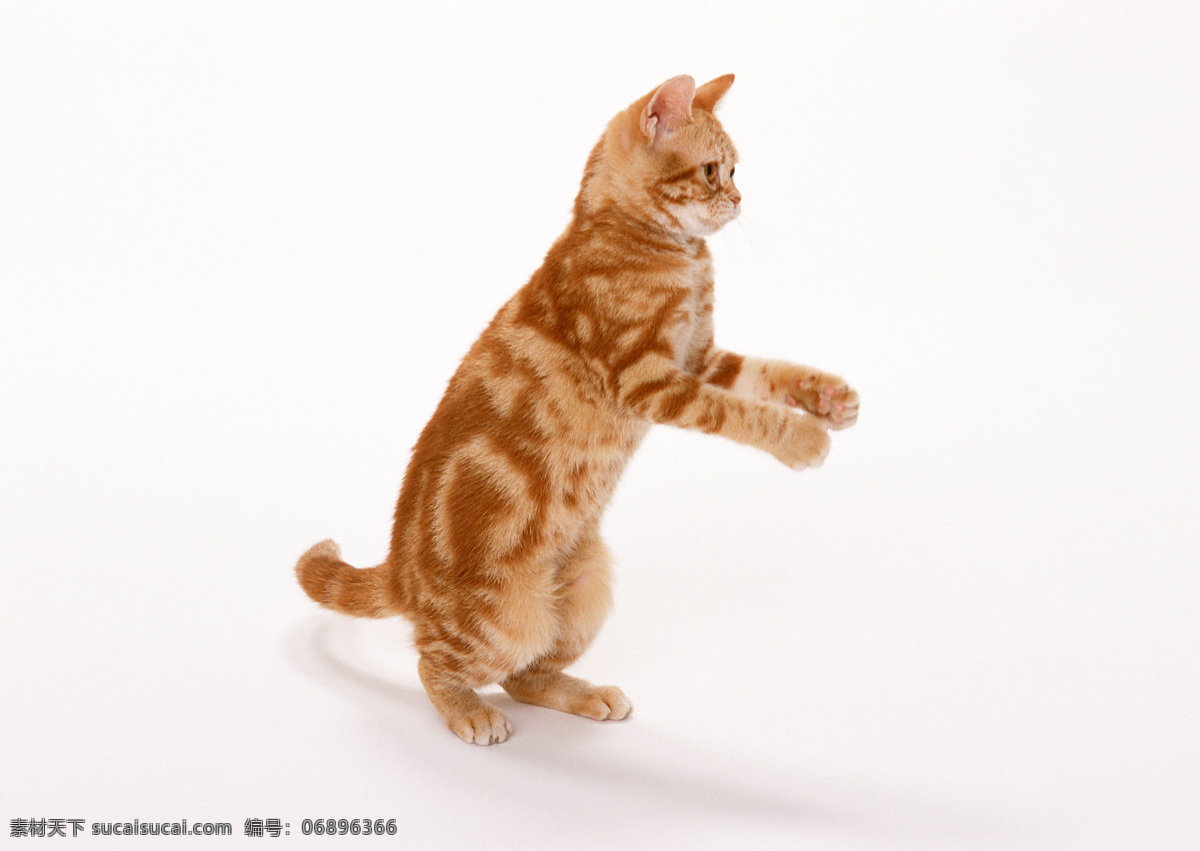 站起来的猫 猫 站起来 伸出双手 空地上 玩耍 家禽家畜 生物世界